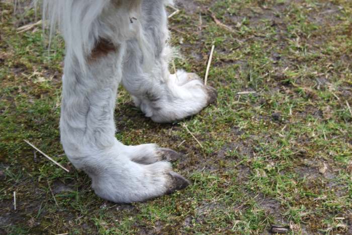 Paarhufer - Blick auf die Füße
