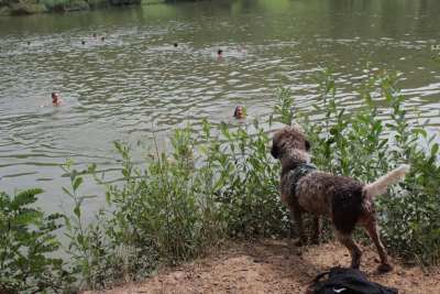 Hund und baden