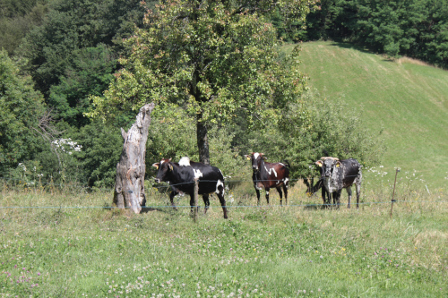 Kühe auf der Waldweide