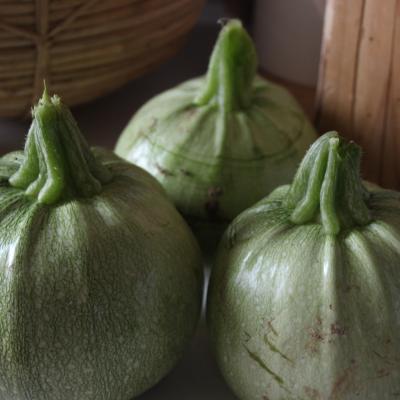 Zucchini